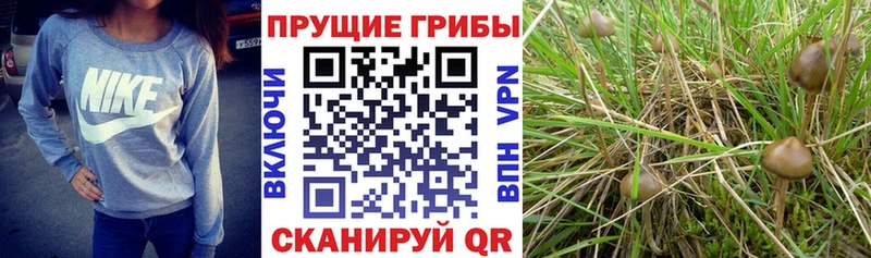 Псилоцибиновые грибы Magic Shrooms  Задонск 